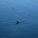 Duckling