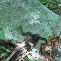 snake